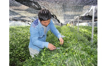 OMACCHAYA’s artisanal tea making in a few words…